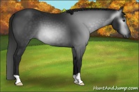 Horse Color:Gray Black 