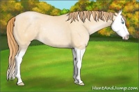 Horse Color:Buckskin Pearl Splash 