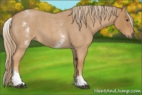 Horse Color:White Spotted Red Roan 