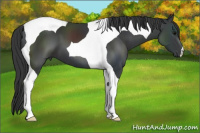 Horse Color:Black Tobiano 