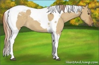 Horse Color:Chocolate Palomino Dun Tobiano 