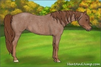 Horse Color:Red Roan 