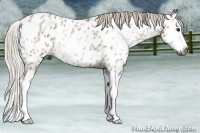 Horse Color:Gray Silver Grullo Roan Splash Near Leopard Rabicano