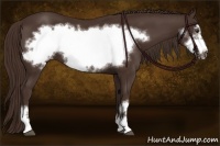Horse Color:Liver Chestnut Frame 