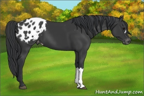 Horse Color: Unknown 