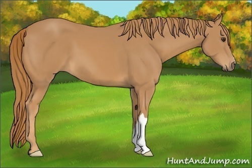 Horse Color: Unknown 