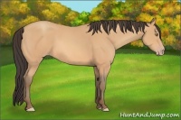 Horse Color:Amber Champagne 