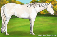 Horse Color:White Spotted Perlino Dun 