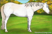 Horse Color:White Spotted Perlino Dun 