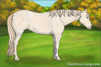 Horse Color:White Spotted Perlino 