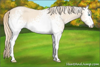 Horse Color:White Spotted Perlino 