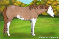 Horse Color:Red Roan Sabino Splash 