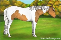 Horse Color:Silver Buckskin Tobiano