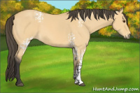 Horse Color:White Spotted Buckskin Dun 