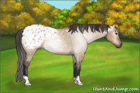 Horse Color:Gray Bay Dun Appaloosa Rabicano 