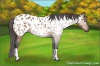 Horse Color:Gray Bay Dun Tobiano Blanket 