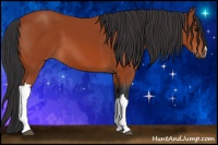 Horse Color:Bay 