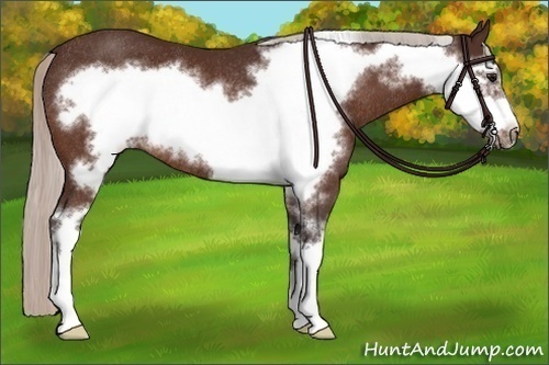 Horse Color:Silver Bay Sabino Frame Rabicano