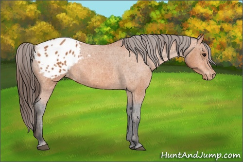 Horse Color: Bay Splash Tobiano Blanket  Brindle