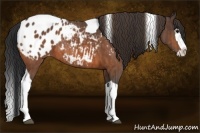 Horse Color:Bay Splash Tobiano Blanket  Brindle