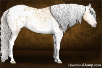 Horse Color:Gray Silver Amber Cream Champagne Roan Dun Splash Tobiano Frame Appaloosa Rabicano 