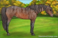 Horse Color:Bay Splash Tobiano Blanket  Brindle