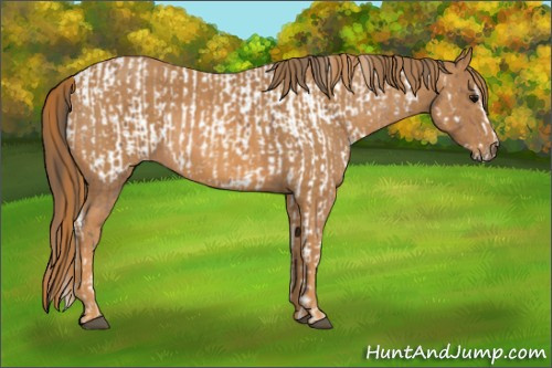 Horse Color:Bay Splash Tobiano Appaloosa  Brindle