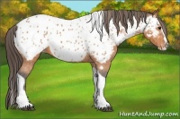 Horse Color:Bay Splash Tobiano Near Leopard Brindle