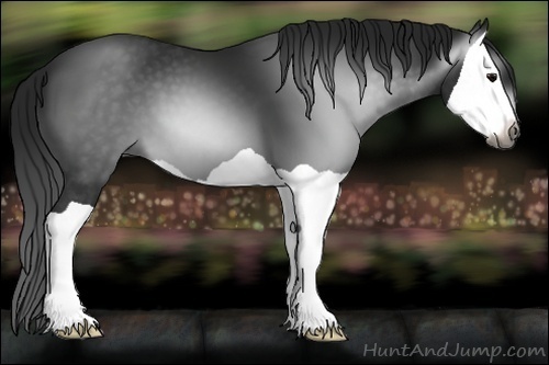 Horse Color:Gray Black Splash