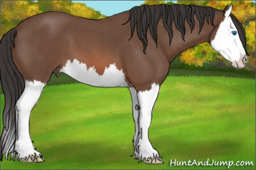 Horse Color:Bay Roan Splash 