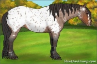 Horse Color:Bay Roan Splash Tobiano Near Leopard  Brindle