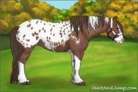 Horse Color:Bay Splash Tobiano Appaloosa Brindle