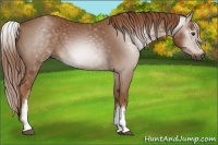 Horse Color:Gray White Spotted Chestnut 
