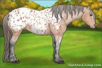 Horse Color:Bay Splash Tobiano Blanket  Brindle