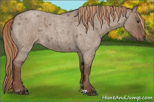 Horse Color: Liver Red Dun Roan 