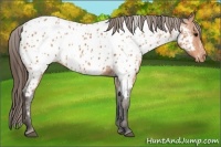 Horse Color:Bay Splash Tobiano Appaloosa  Brindle