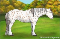 Horse Color:Bay Splash Tobiano Near Leopard  Brindle