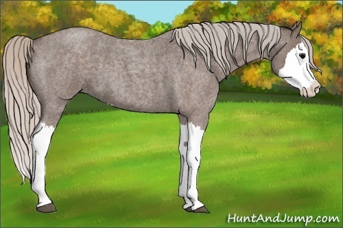 Horse Color:Silver Blue Roan Splash