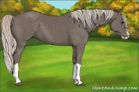 Horse Color:Silver Black Splash 
