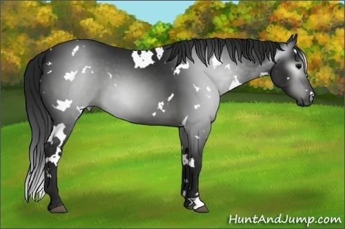 Horse Color:Gray White Spotted Black 