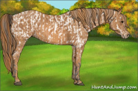 Horse Color:Bay Splash Tobiano Near Leopard  Brindle