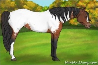 Horse Color:Brown Appaloosa 