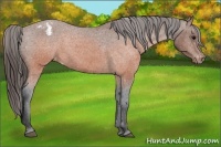 Horse Color:Brown Appaloosa