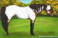 Horse Color:Brown Near Fewspot 