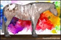 Horse Color:Bay Splash Tobiano Appaloosa Brindle