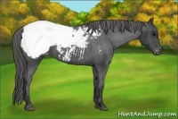 Horse Color:Black Snowcap 