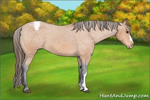 Horse Color: Bay Snowcap 