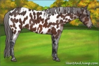 Horse Color:Bay Splash Tobiano Near Leopard  Brindle