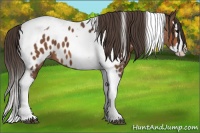 Horse Color:Bay Splash Tobiano Near Leopard  Brindle