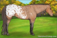 Horse Color:Bay Appaloosa  Brindle